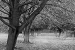 Family Tree